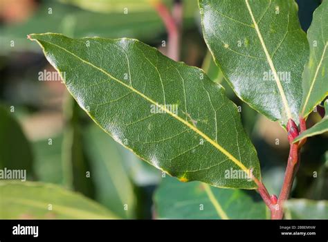 laurel leaves in tagalog|Sweet Bay Leaves / Laurel .